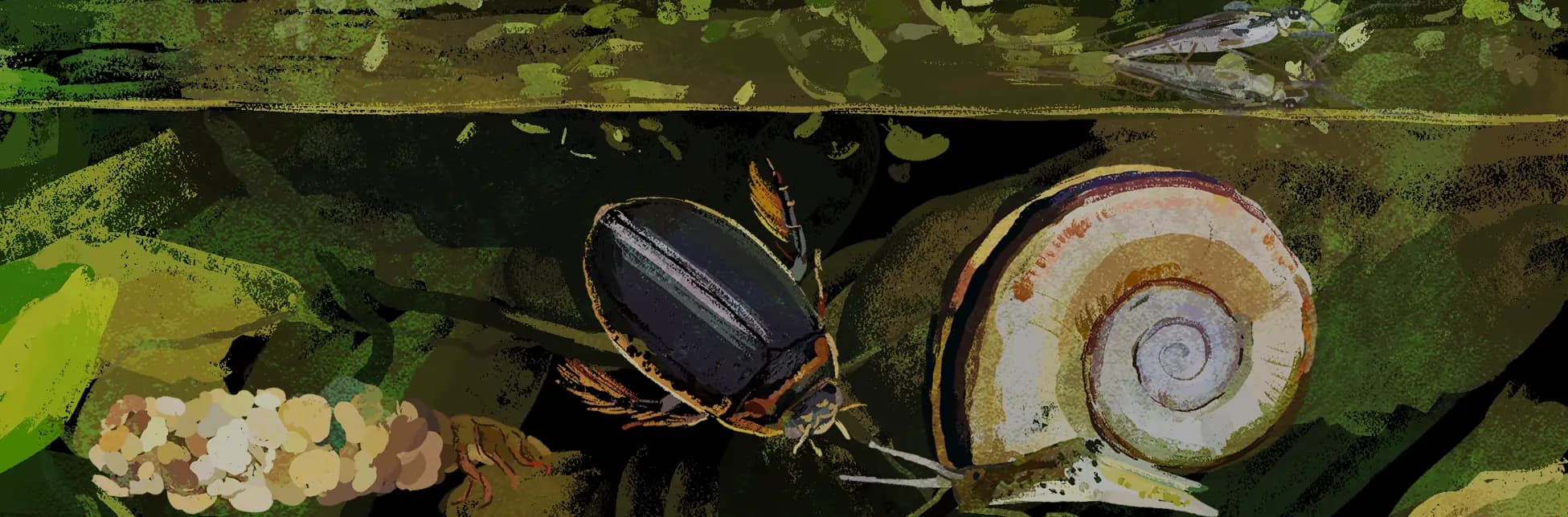 Ilustración de un entorno acuático con hojas, un caracol y un insecto sobre una rama.
